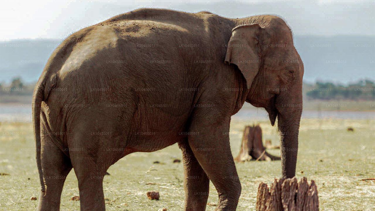 Тур для аборигенов Шри-Ланки (4 дня)