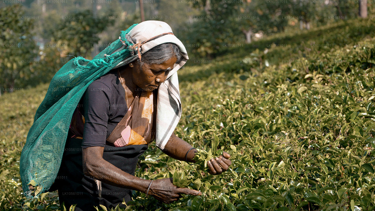 Остров чудес (5 дней)