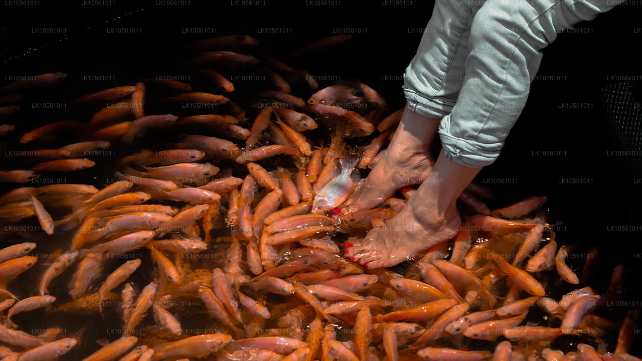 Остров чудес (5 дней)