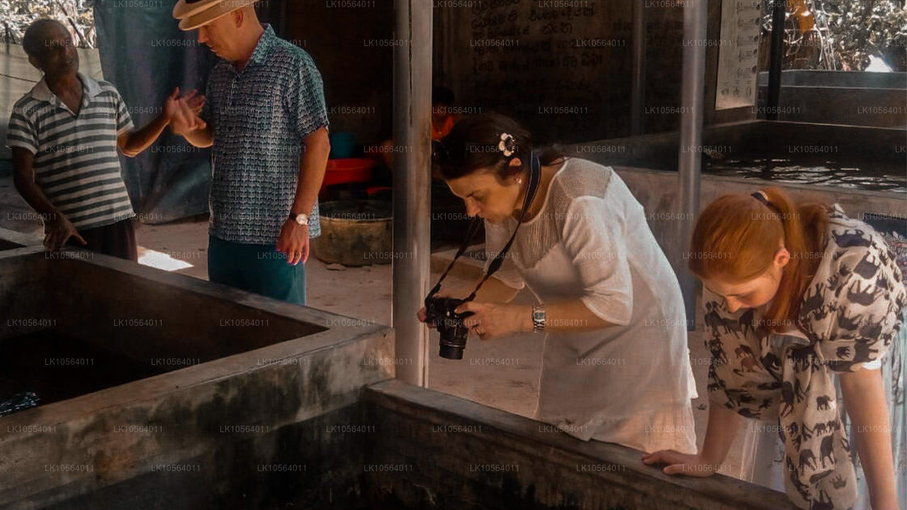 Горячие точки Шри-Ланки (5 дней)