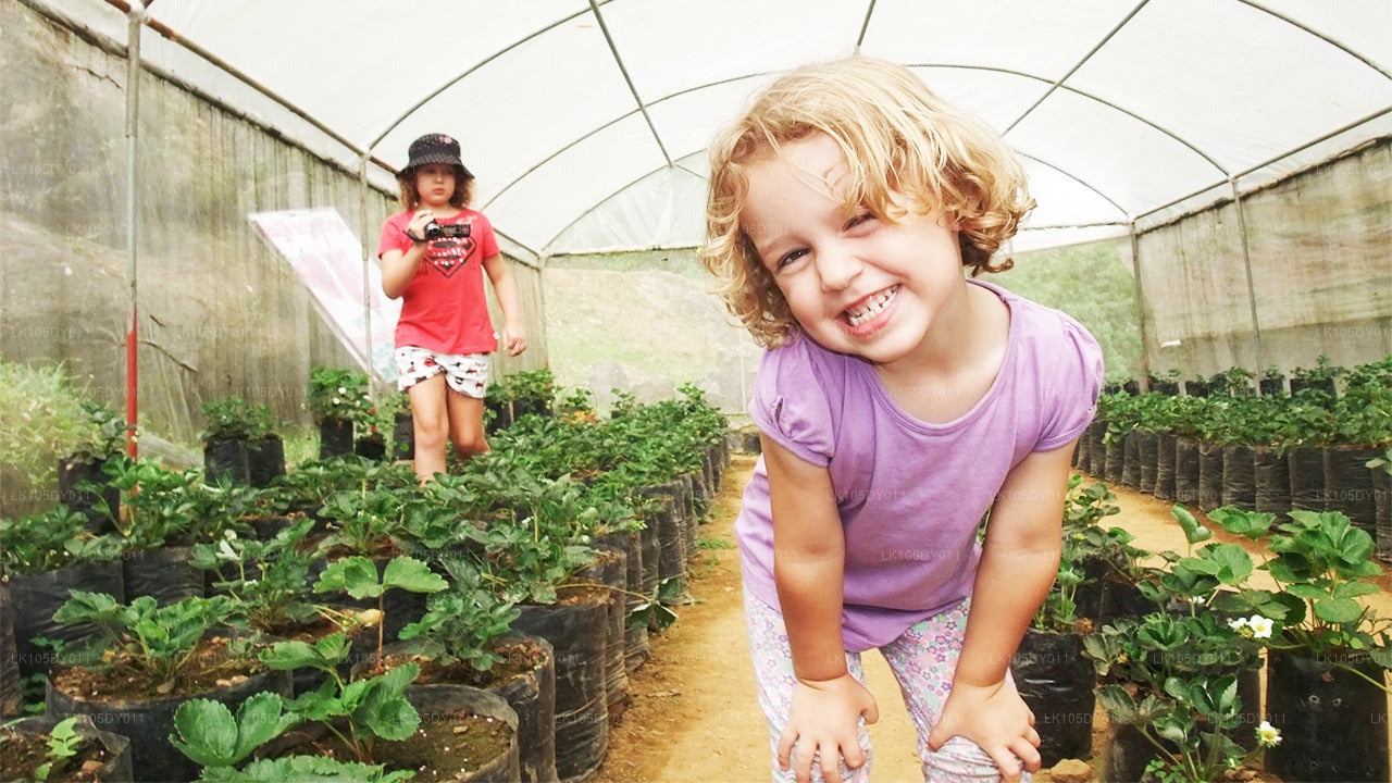 Агротур по Шри-Ланке (6 дней)