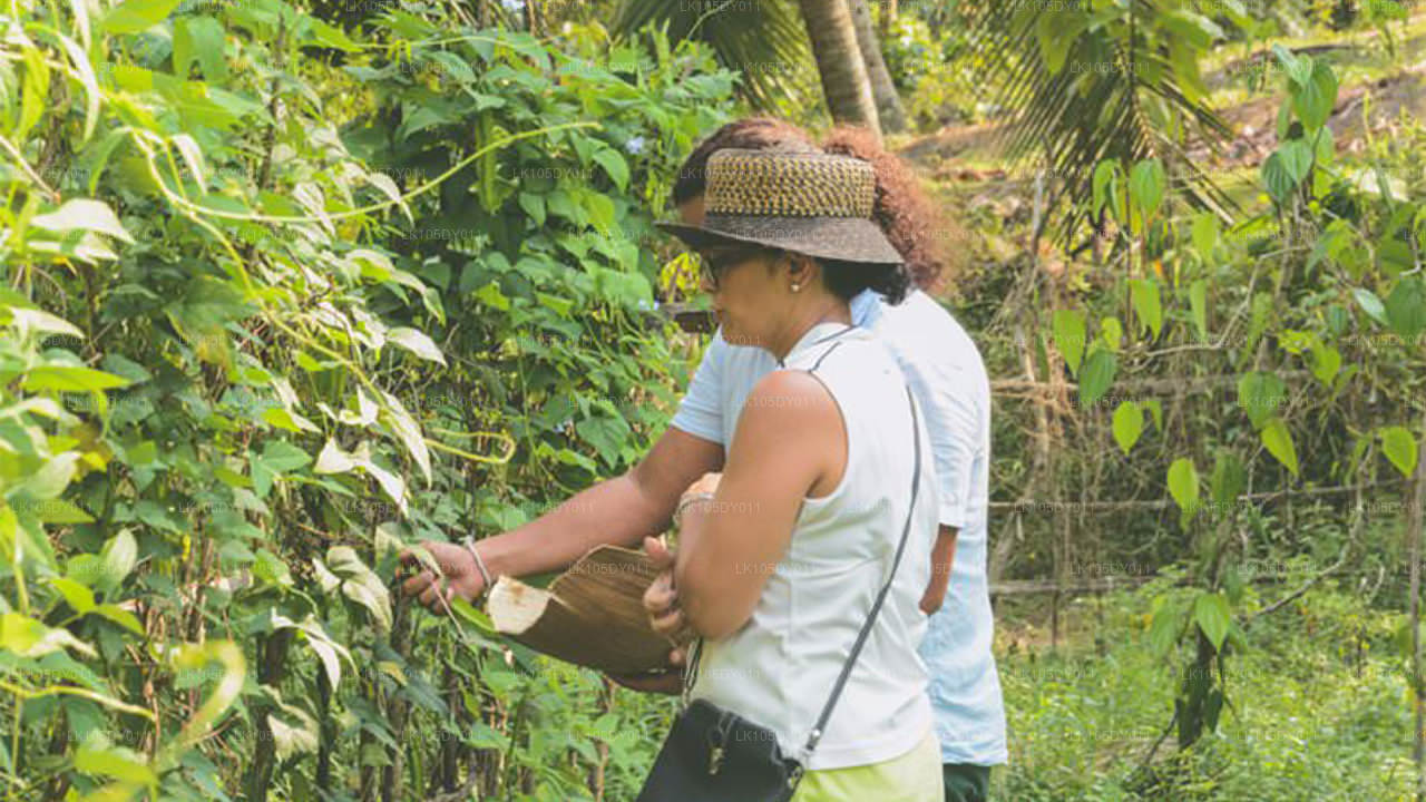 Агротур по Шри-Ланке (6 дней)