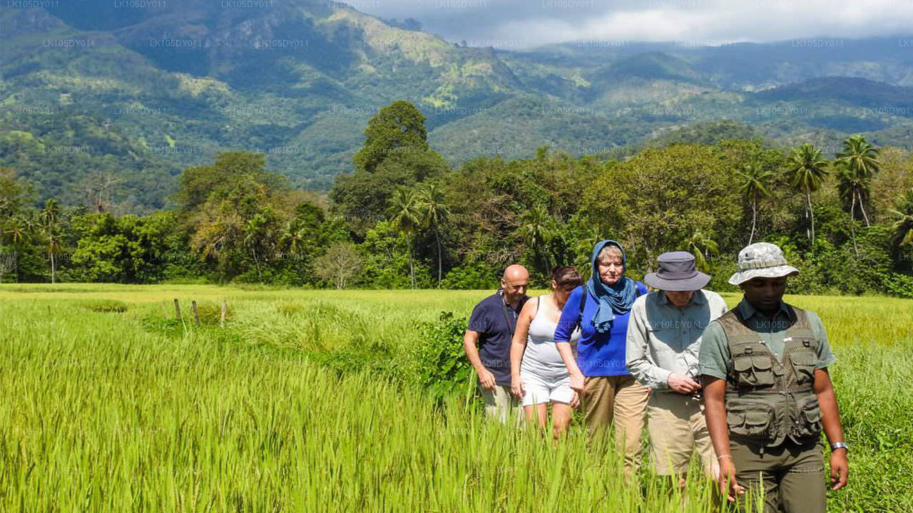 Агротур по Шри-Ланке (6 дней)