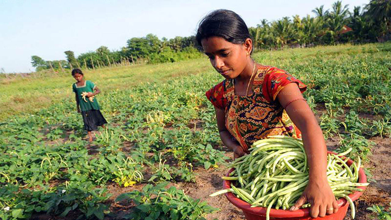 Агротур по Шри-Ланке (5 дней)