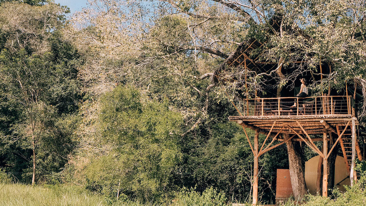 Экологические туры по Шри-Ланке (6 дней)