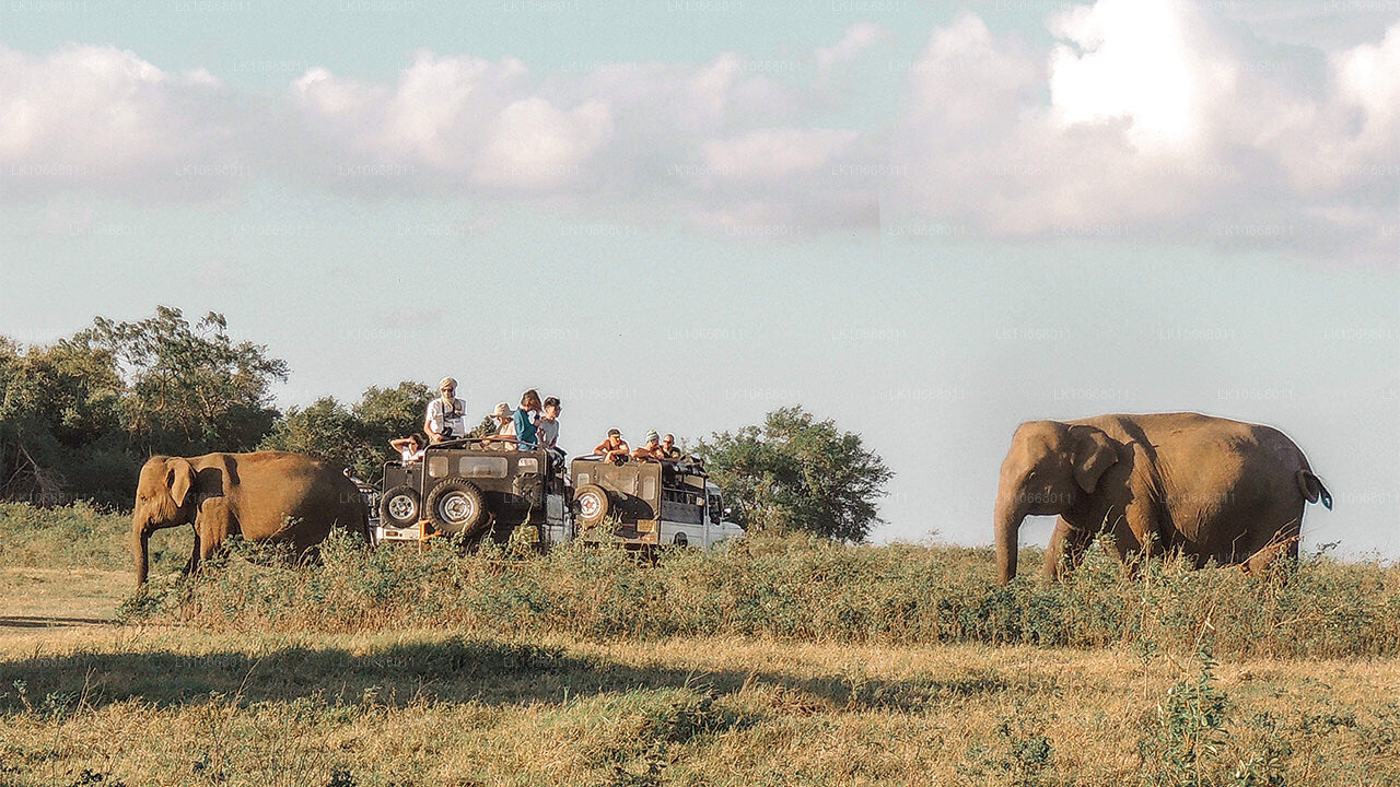 Великолепная Шри-Ланка (6 дней)