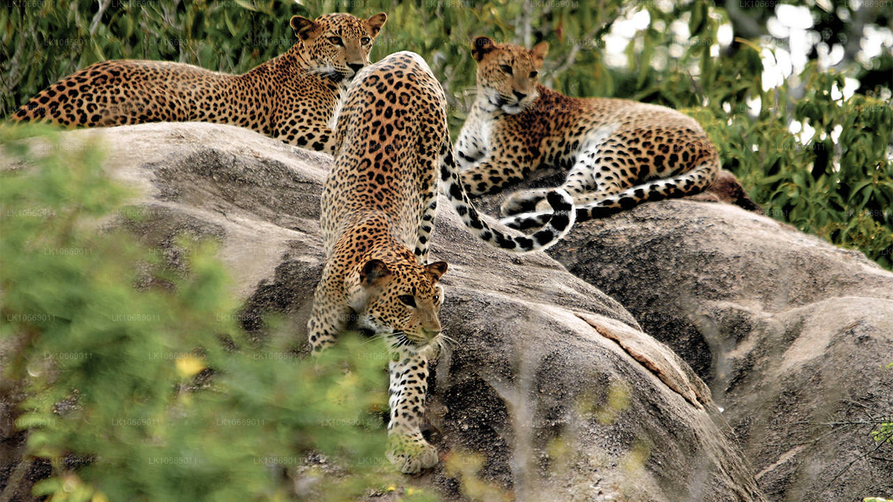 Природа, холмы и дикая природа (6 дней)