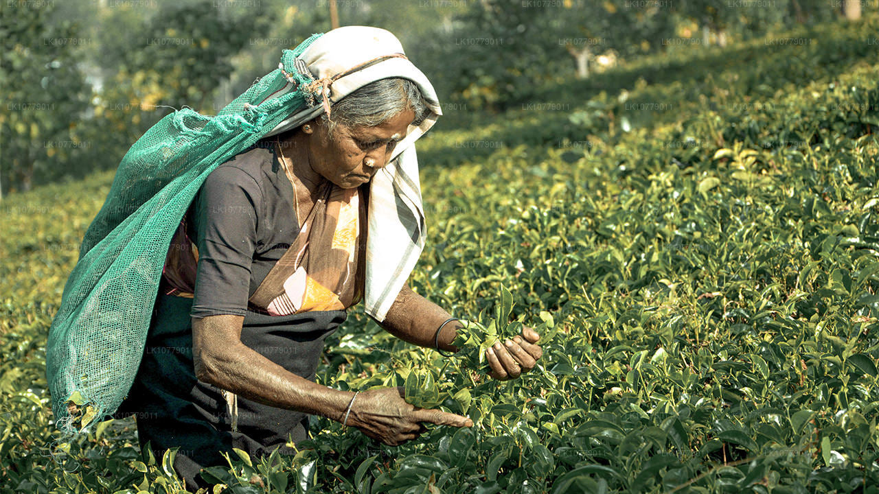 В горах (7 дней)