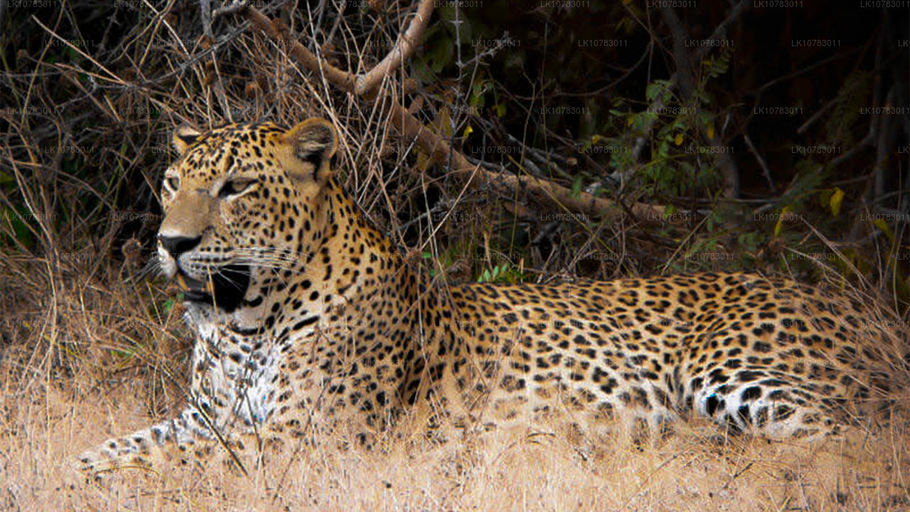 «Большая пятерка» в сезоне Южного побережья (7 дней)