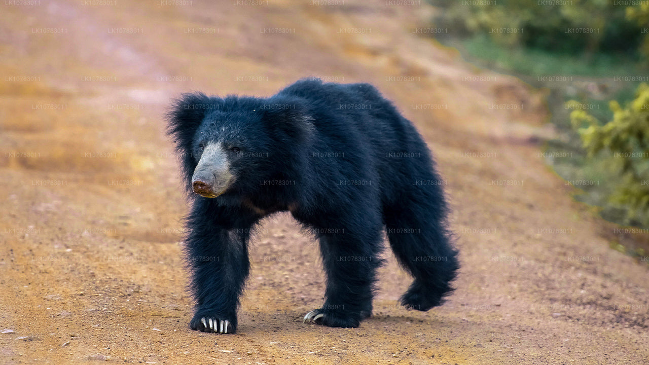 «Большая пятерка» в сезоне Южного побережья (7 дней)