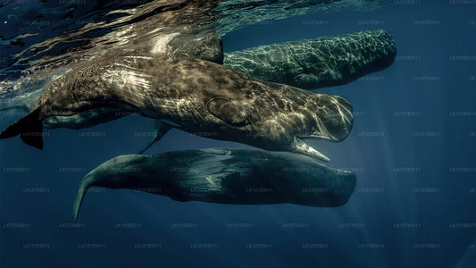 «Большая пятерка» в сезоне Южного побережья (7 дней)