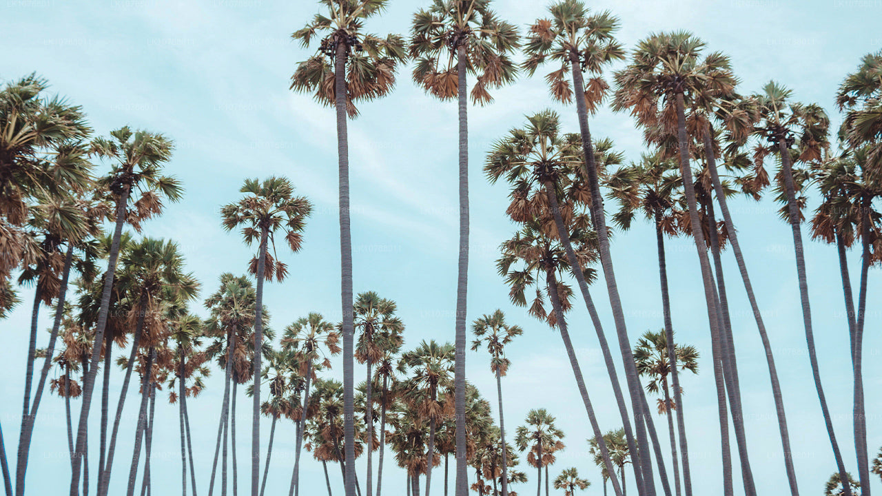 Невероятная Джафна (7 дней)