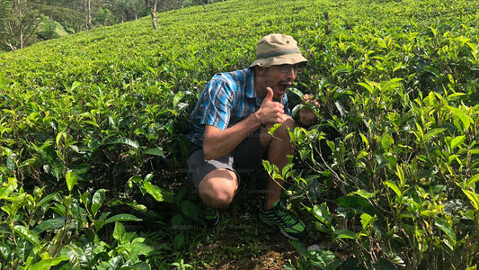 Прогулка по культурным достопримечательностям (8 дней)