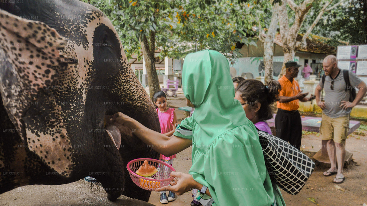 Типичный Цейлон (8 дней)