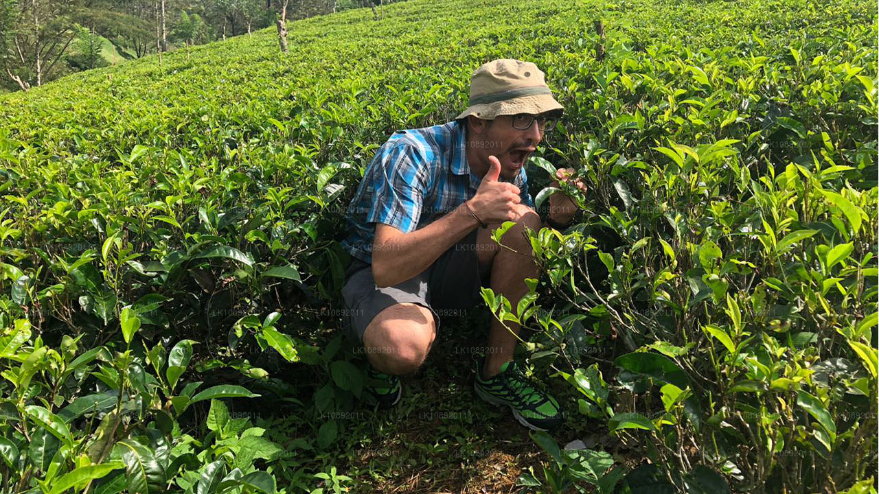 Культура, дикая природа и природа (8 дней)