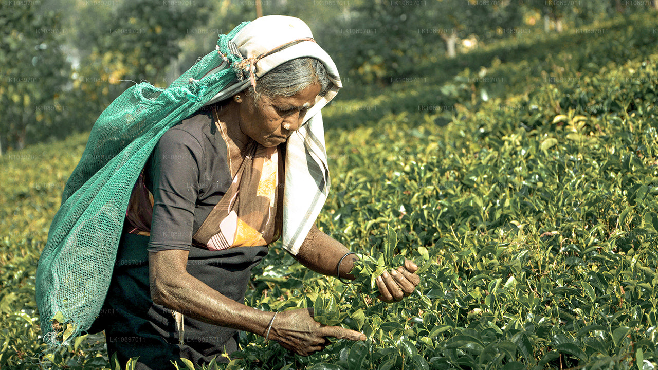 Культура и дикая природа (8 дней)