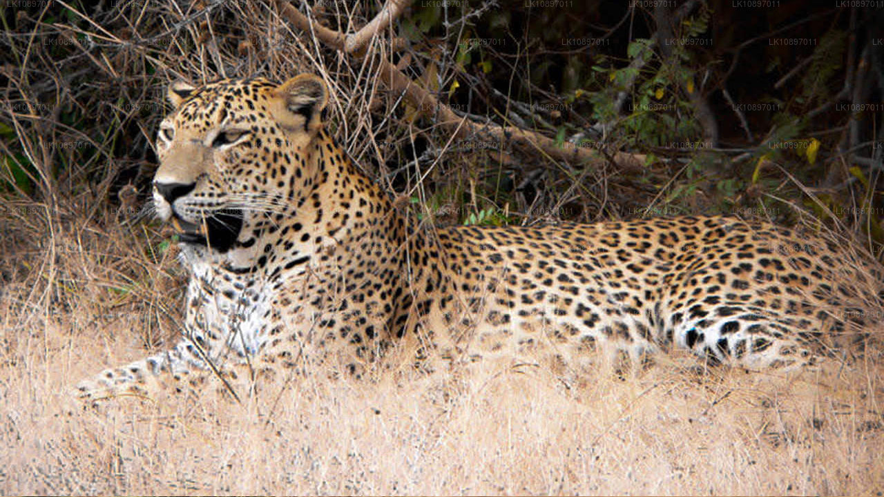 Культура и дикая природа (8 дней)