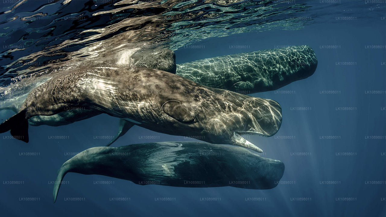 Откройте для себя Серендиб по железной дороге (8 дней)