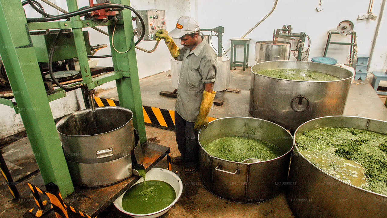 Облегчение и расслабление с Сиддалепой (8 дней)