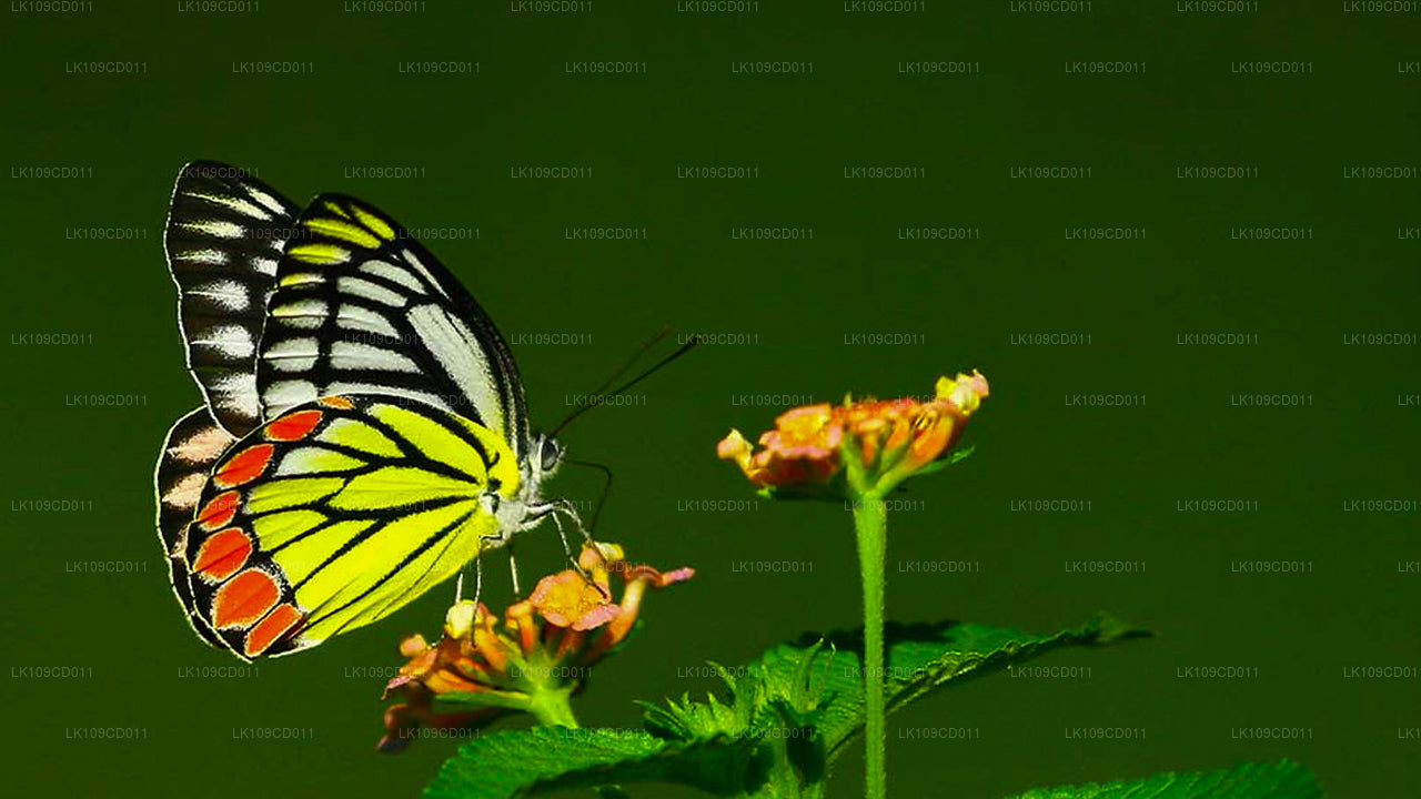 Тур по наблюдению за стрекозами и бабочками (9 дней)