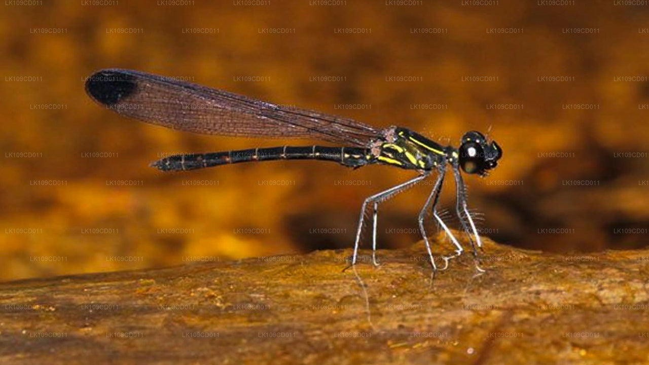 Тур по наблюдению за стрекозами и бабочками (9 дней)