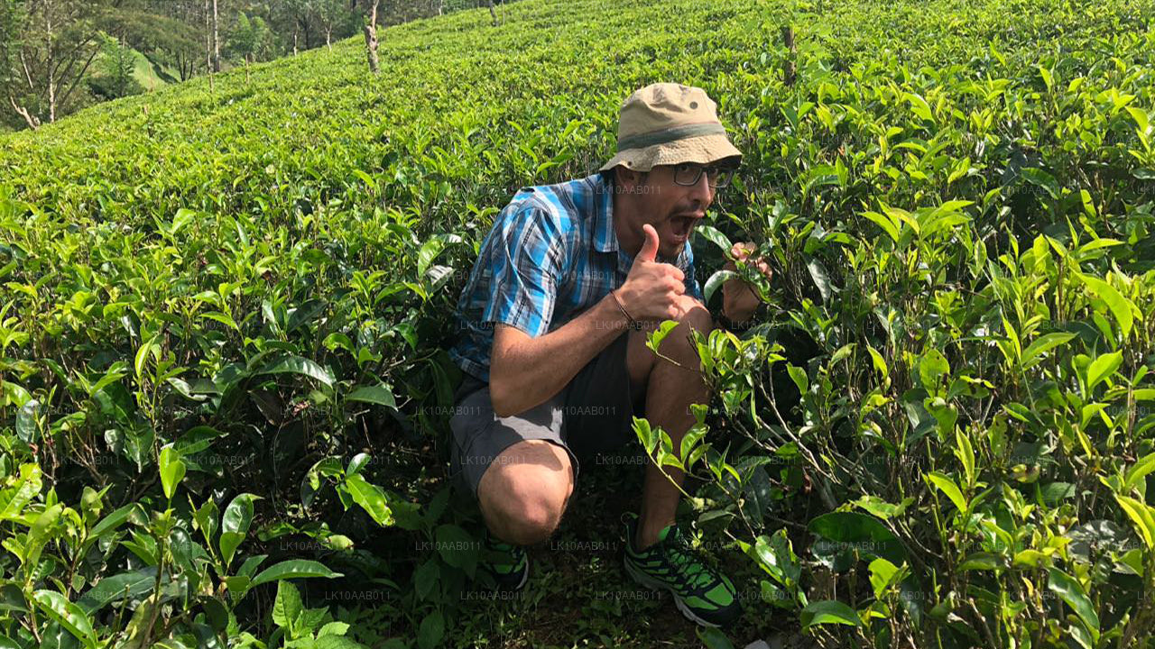 Южные пляжи Серендиба (10 дней)