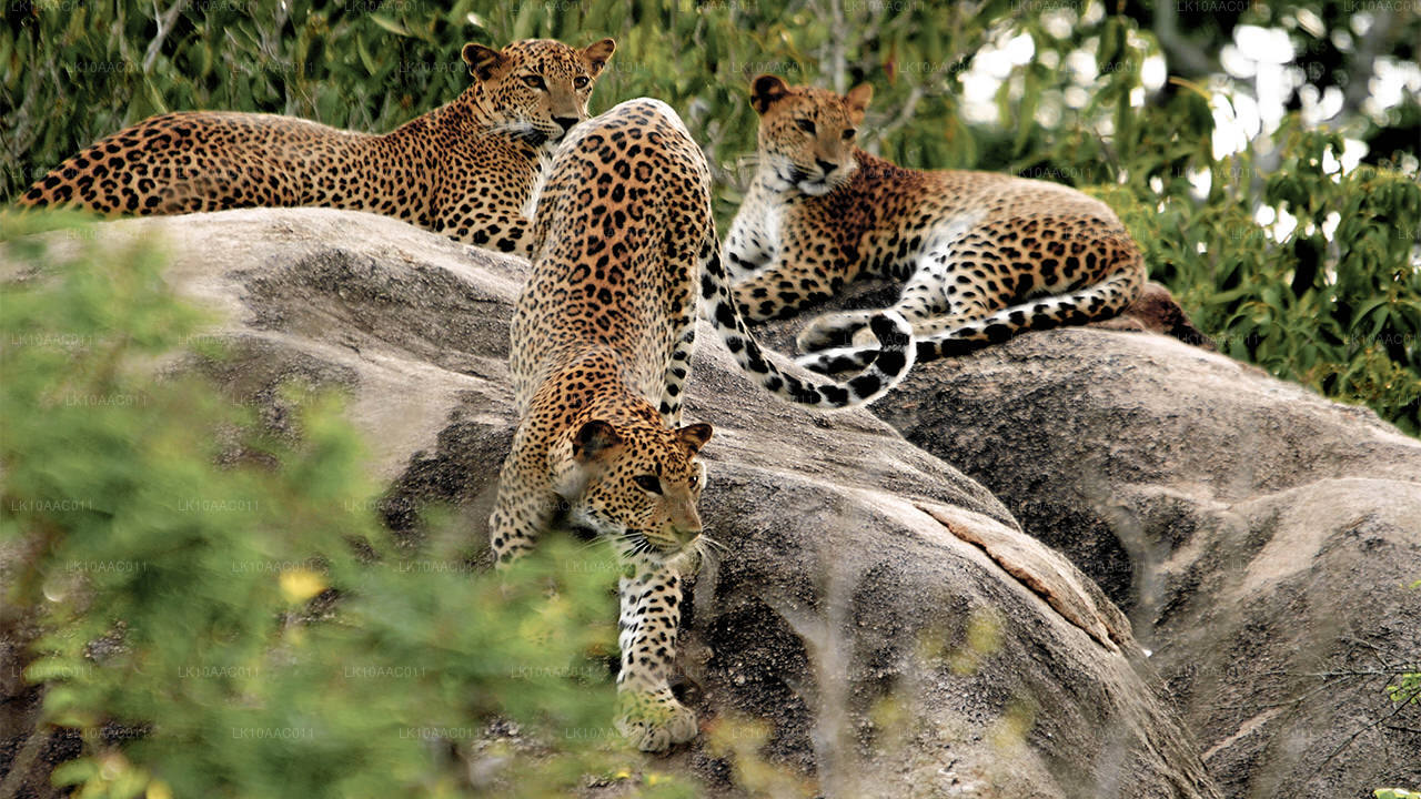 Царства Цейлона (10 дней)