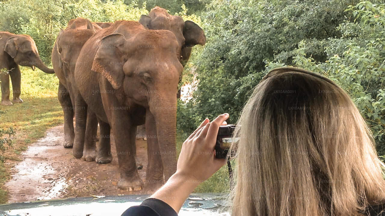 Дикая природа Шри-Ланки (10 дней)