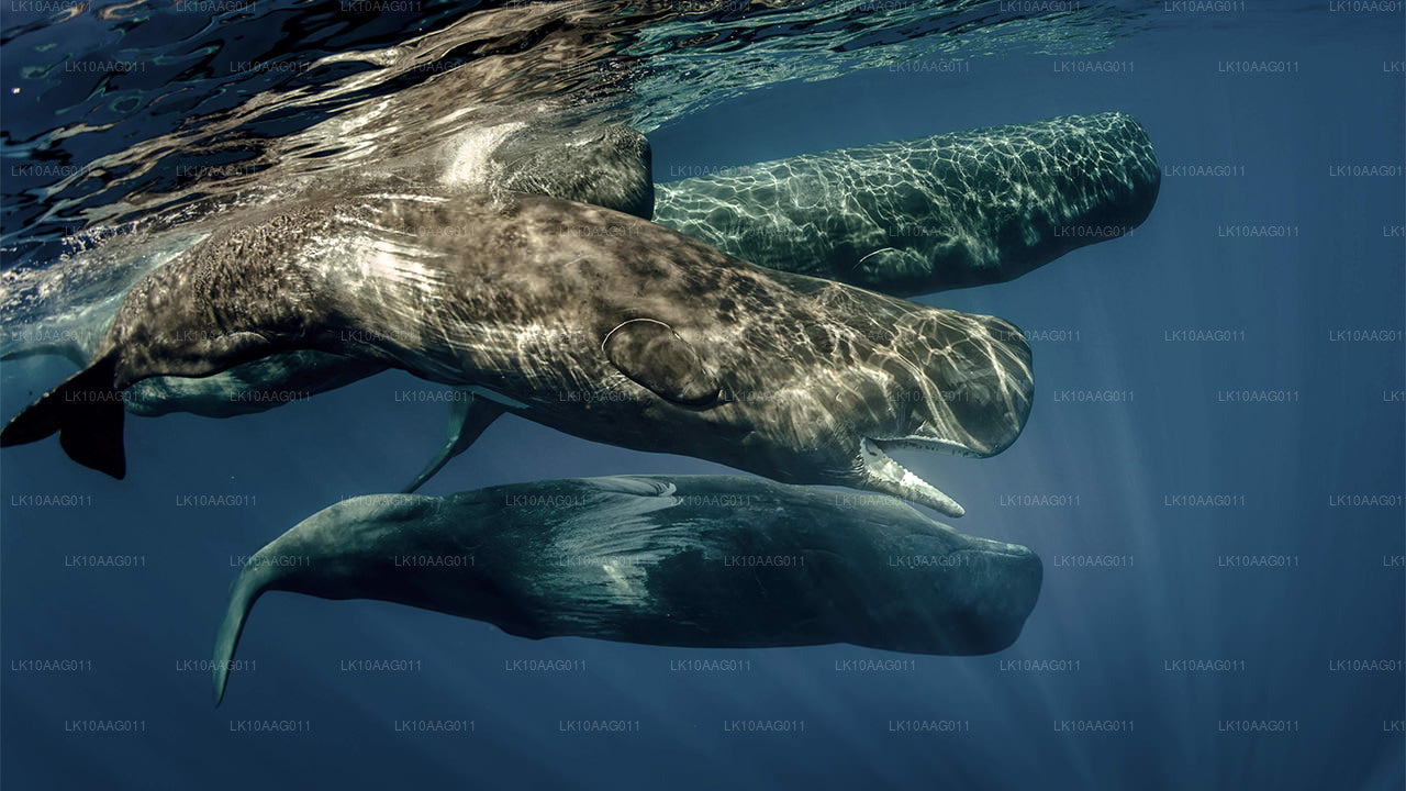 Дикая природа Шри-Ланки (10 дней)