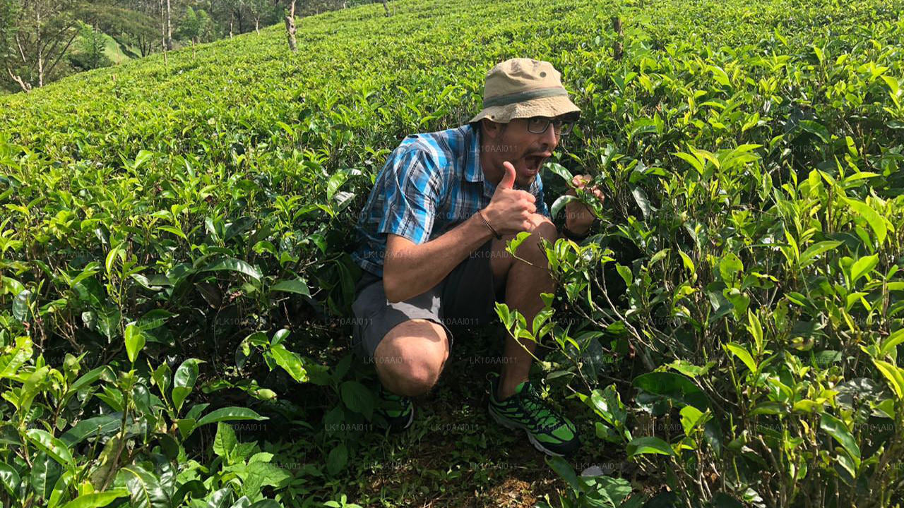 Халяльный (исламский) тур по Шри-Ланке (10 дней)