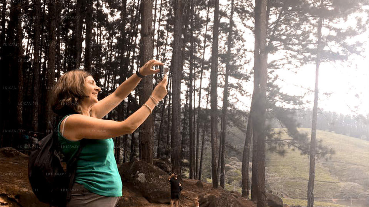 Чайный тур по Цейлону (10 дней)