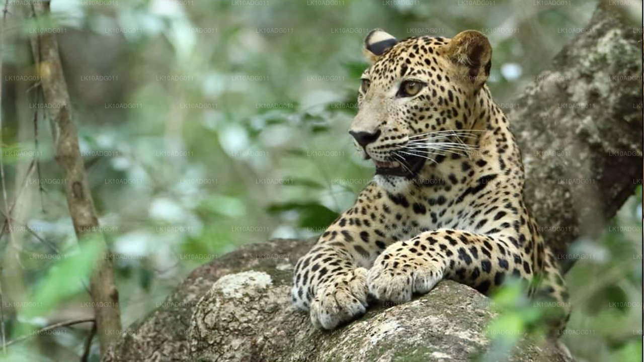 Тур по наблюдению за птицами и дикой природе (10 дней)