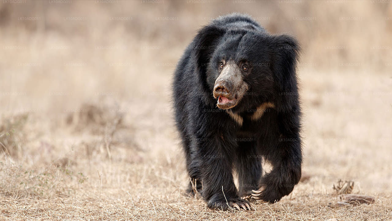 Тур по наблюдению за птицами и дикой природе (10 дней)
