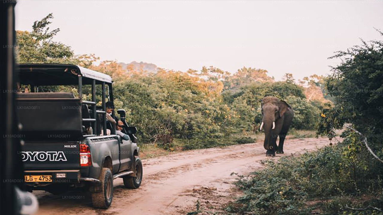 Тур по наблюдению за птицами и дикой природе (10 дней)