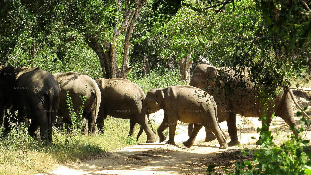 Тур по наблюдению за птицами и дикой природе (10 дней)
