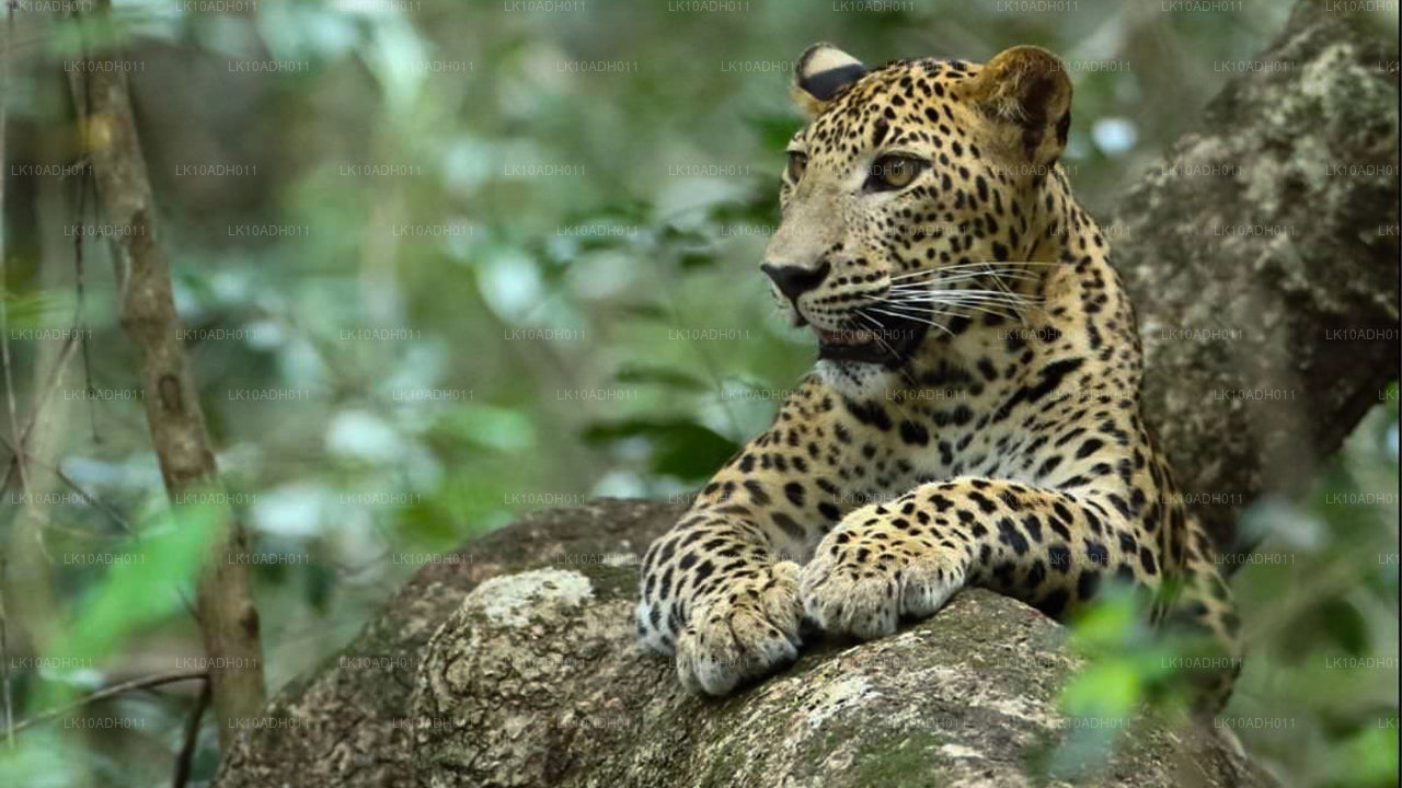 Тур «Птицы и дикая природа» (11 дней)