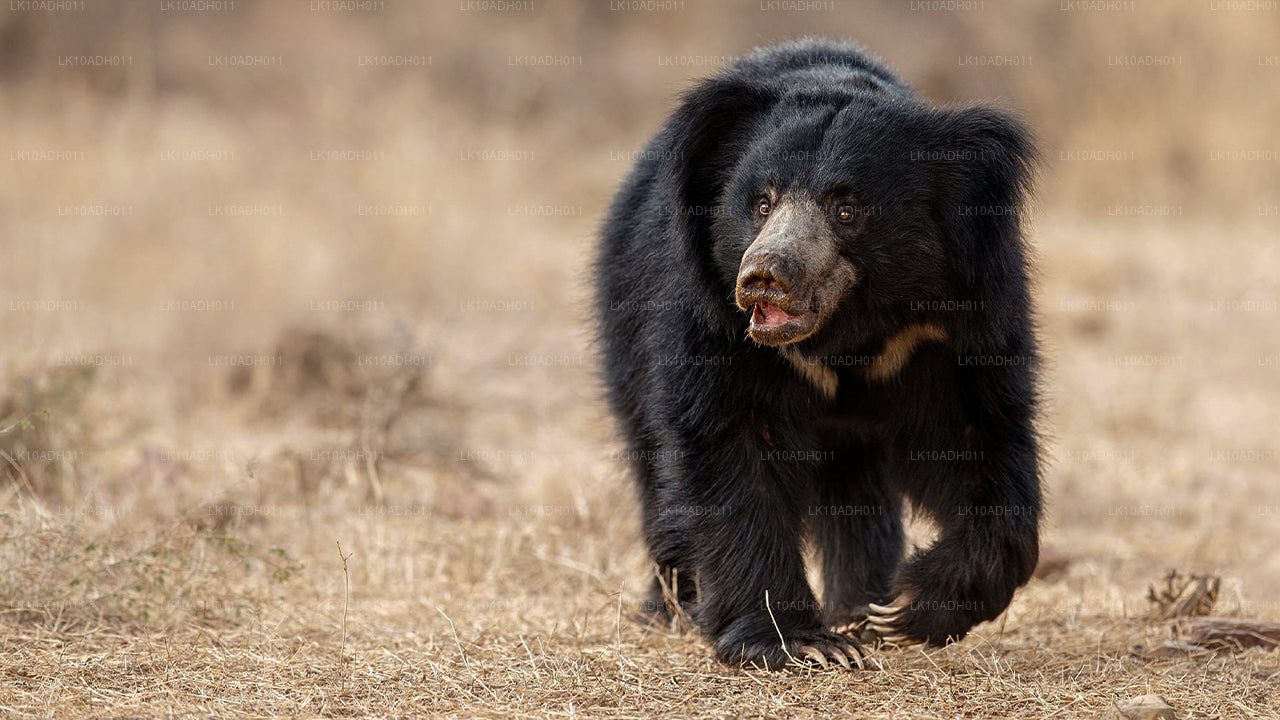Тур «Птицы и дикая природа» (11 дней)