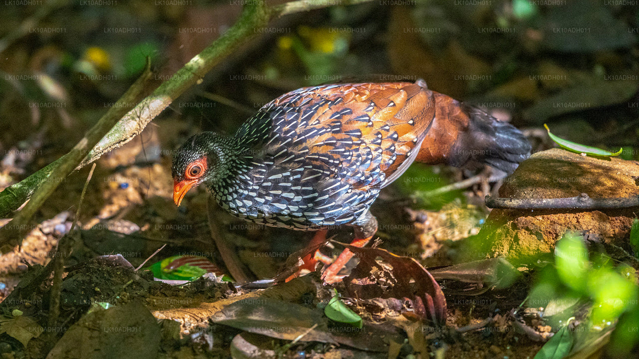 Тур «Птицы и дикая природа» (11 дней)