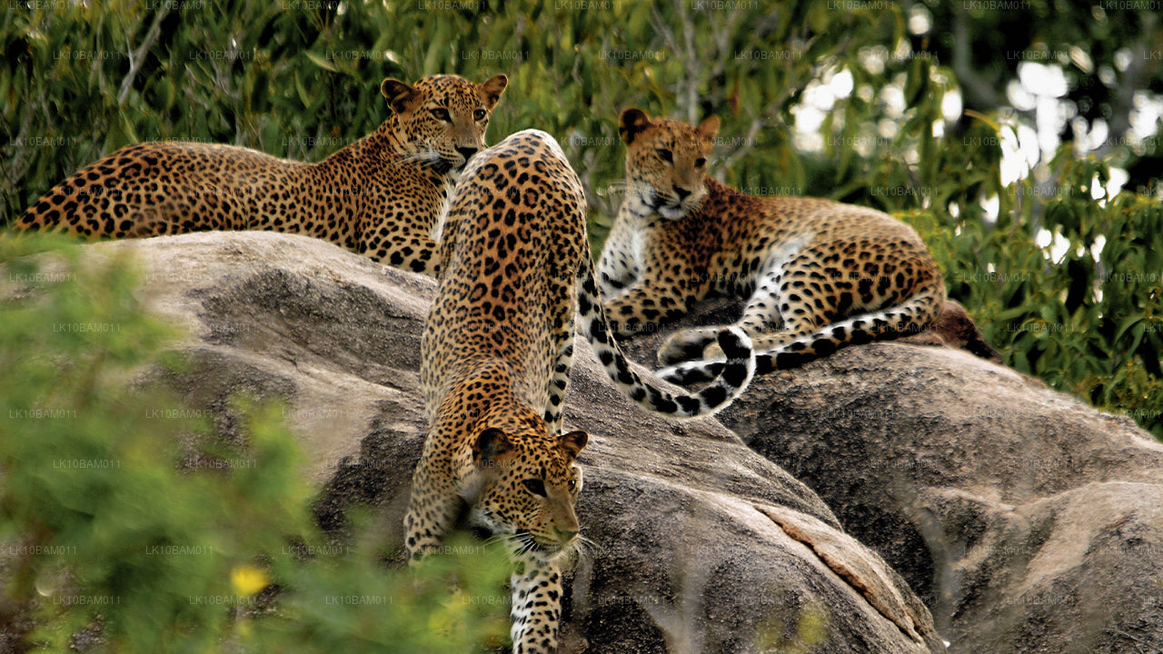 Живописный Серендиб (11 дней)