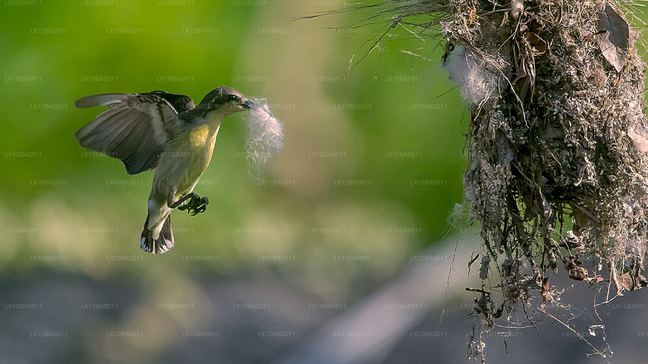 Тропа бабочек (11 дней)