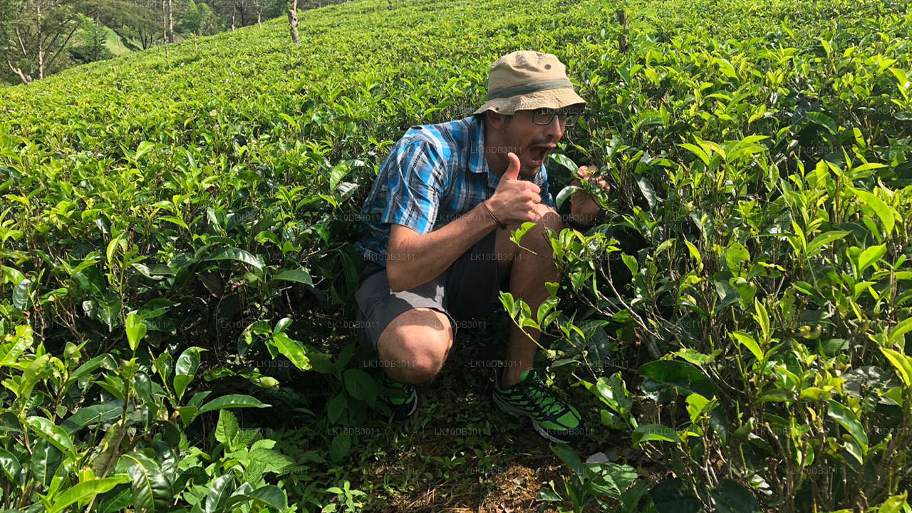 Прогулка по Цейлону (13 дней)