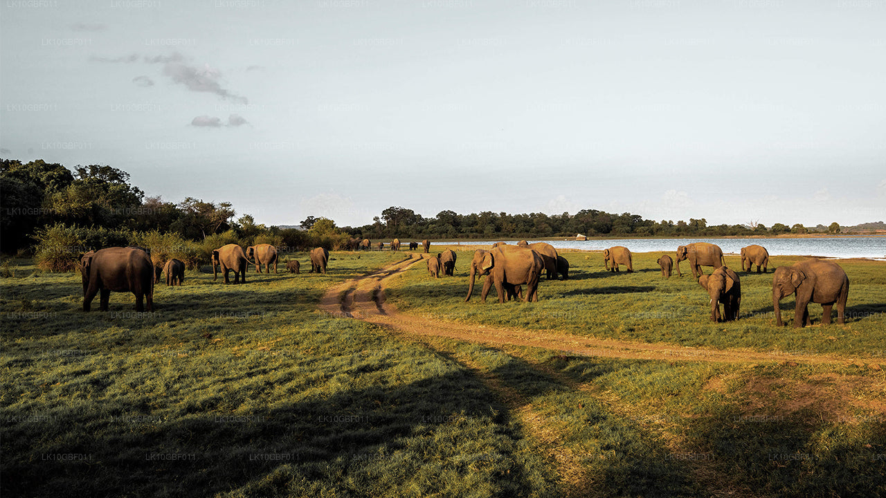 Откройте для себя Серендиб (16 дней)