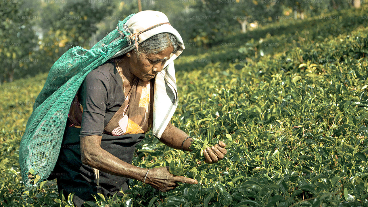 Откройте для себя Серендиб (16 дней)