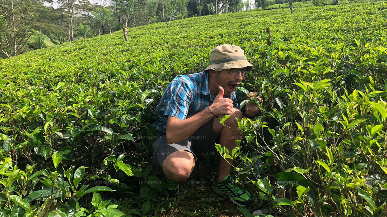 Погрузитесь в мир впечатлений (20 дней)