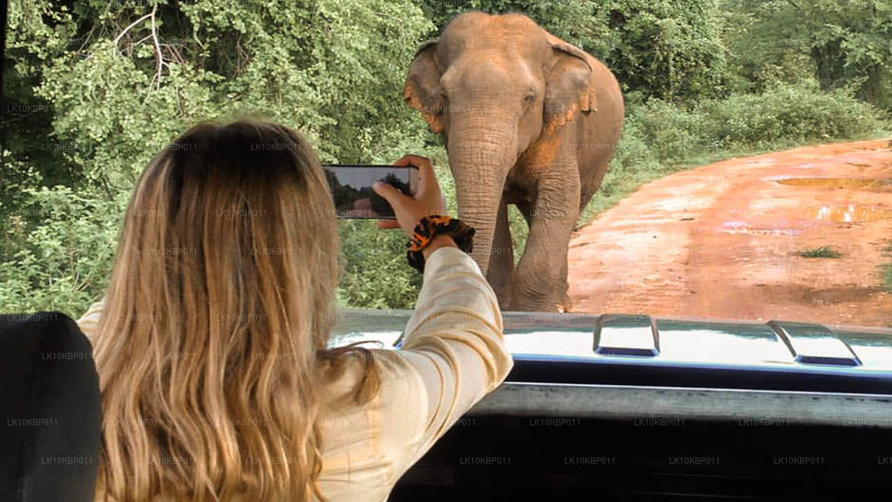 Погрузитесь в мир впечатлений (20 дней)