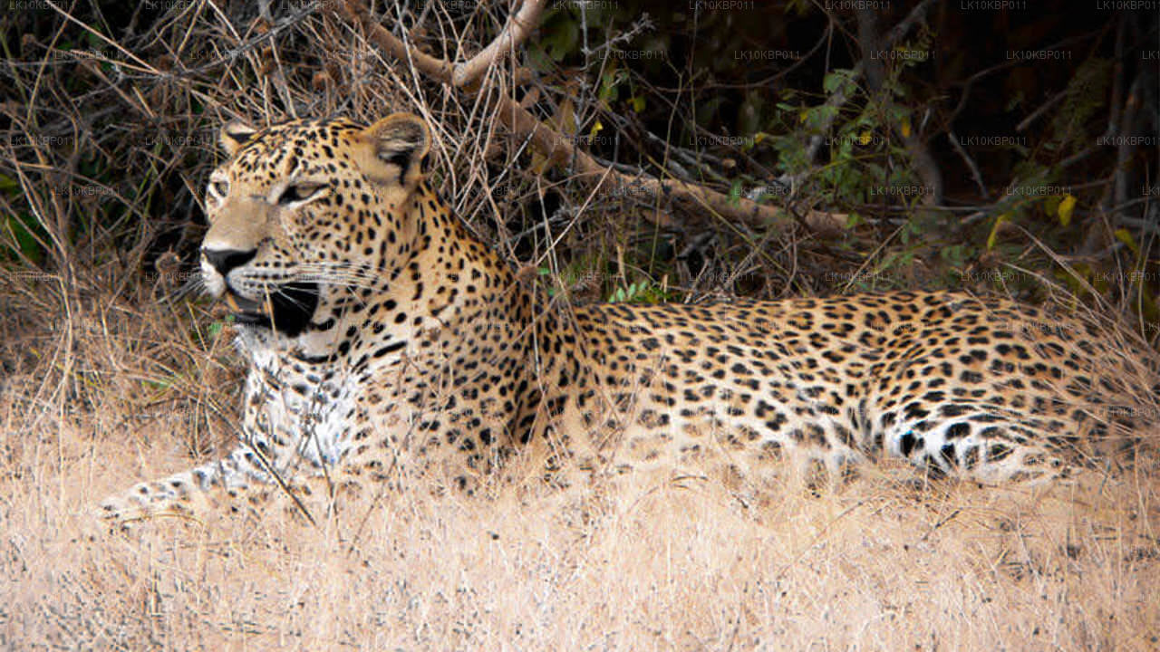 Погрузитесь в мир впечатлений (20 дней)
