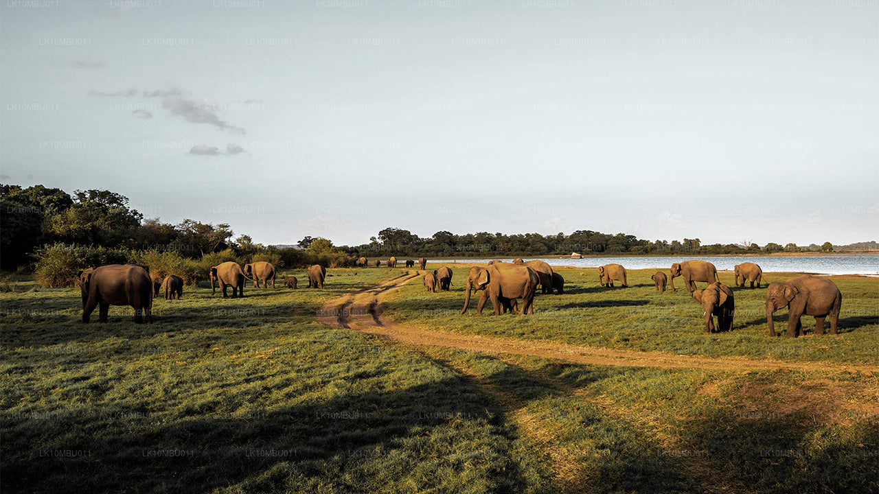 Гламур Шри-Ланки (22 дня)