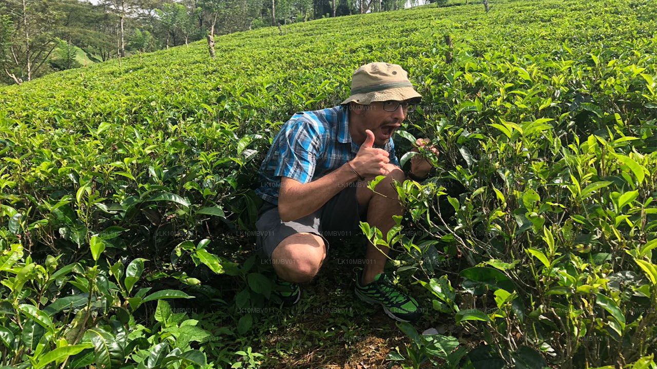 Храмы и природа (22 дня)