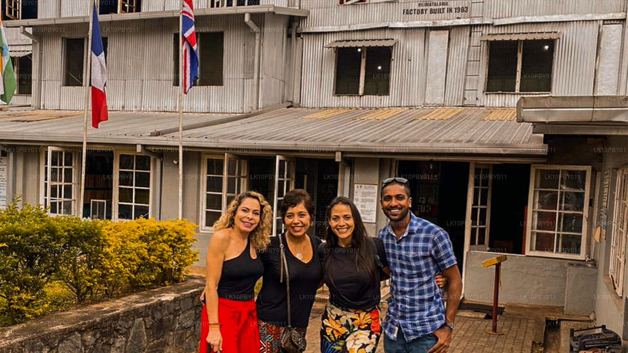 Цейлонская ласка (25 дней)