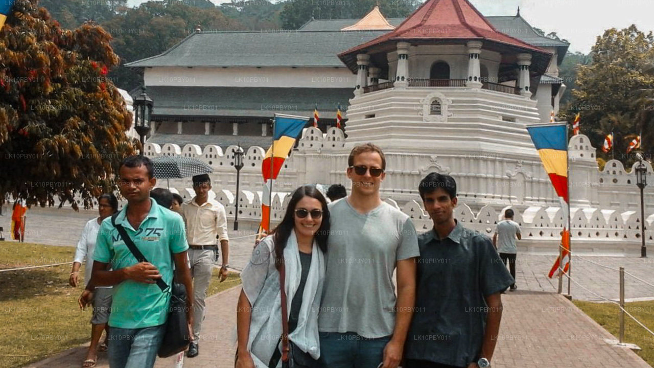 Цейлонская ласка (25 дней)